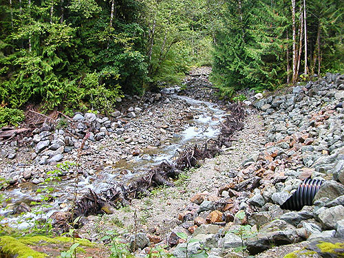 Tenas Creek at spider field site, Skagit County, Washington
