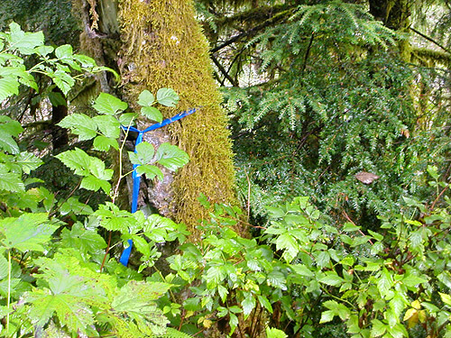 alder trunk moss & western hemlock foliage, Tenas Creek bridge, Skagit County, Washington