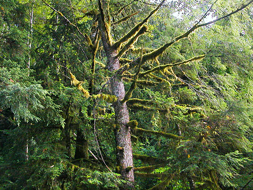 mossy tree, Tenas Creek bridge, Skagit County, Washington