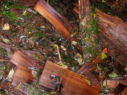 dead wood in closed canopy forest, Tenas Creek bridge, Skagit County, Washington