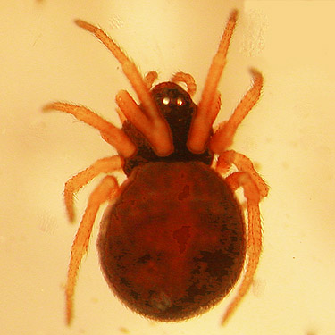 spider Crustulina sticta swept from grass, North Fork Tilton River, Lewis County, Washington