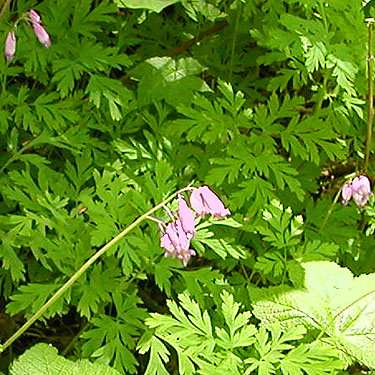 bleedingheart Dicentra formosa at North Fork Tilton River, Lewis County, Washington