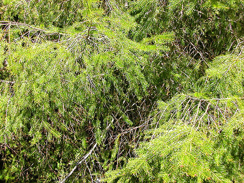 roadside western hemlock foliage, North Fork Tilton River, Lewis County, Washington