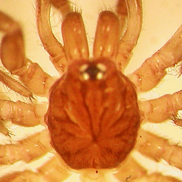 carapace of Hexura picea spider from leaf litter, North Fork Tilton River, Lewis County, Washington