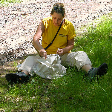 Kathy Whaley sorting a conifer beat sample, North Fork Tilton River, Lewis County, Washington