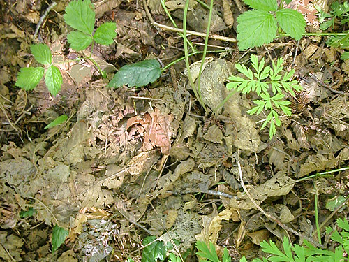 alder-cottonwood leaf litter, North Fork Tilton River, Lewis County, Washington