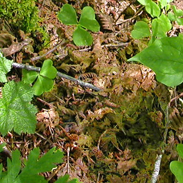 leaf litter, North Fork Tilton River, Lewis County, Washington