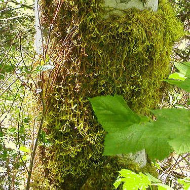 tree trunk moss, North Fork Tilton River, Lewis County, Washington