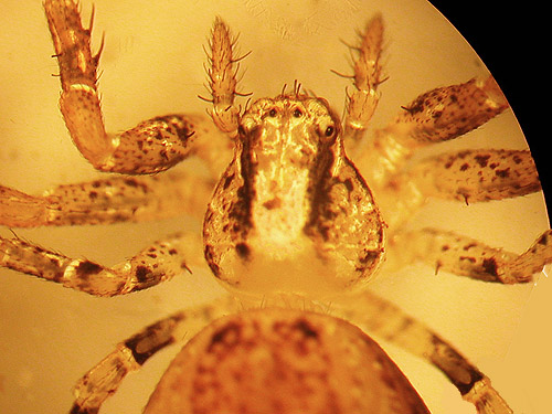 female crab spider Ozyptila pacifica, North Fork Tilton River, Lewis County, Washington