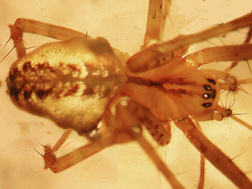 spider Pityohyphantes tacoma beaten from conifer foliage, North Fork Tilton River, Lewis County, Washington