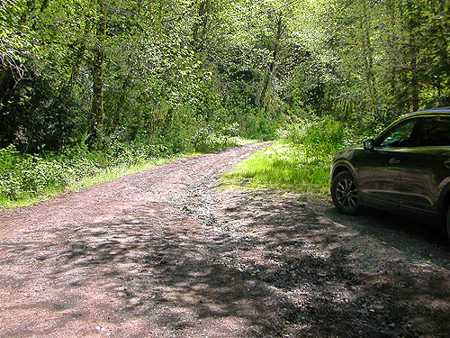 scene of our field site, North Fork Tilton River, Lewis County, Washington