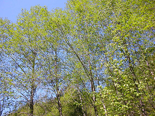 spring foliage in riparian canopy, North Fork Tilton River, Lewis County, Washington