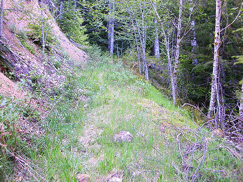 road-end trail above North Fork Tilton River, Lewis County, Washington