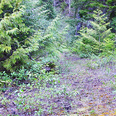 conifers along a trail above North Fork Tilton River, Lewis County, Washington