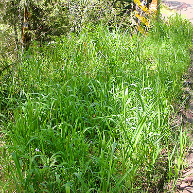 grassy roadside verge, North Fork Tilton River, Lewis County, Washington