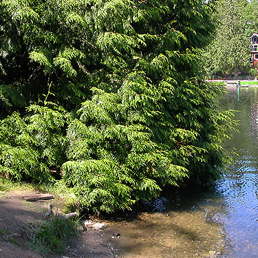 Red cedar Thuja plicata beside Toad Lake, Whatcom County, Washington