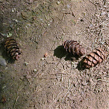 Douglas-fir cones, Toad Lake, Whatcom County, Washington