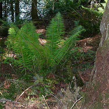 sword fern Polystichum munitum, Toad Lake, Whatcom County, Washington