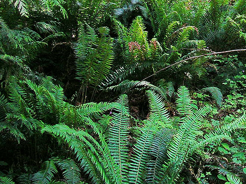 fern understory Polystichum minitum, Toad Lake, Whatcom County, Washington