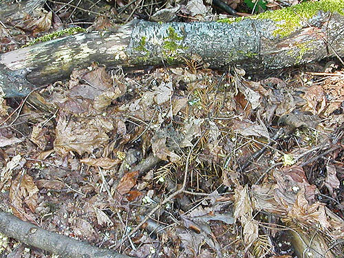 maple leaf litter, Toad Lake, Whatcom County, Washington