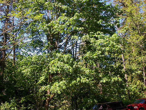 bigleaf maple canopy, Toad Lake, Whatcom County, Washington