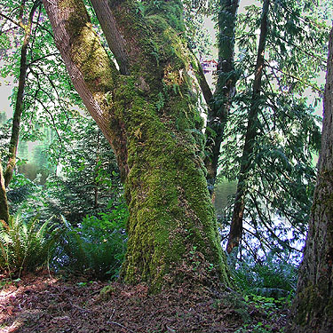 moss on bigleaf maple trunk, Toad Lake, Whatcom County, Washington
