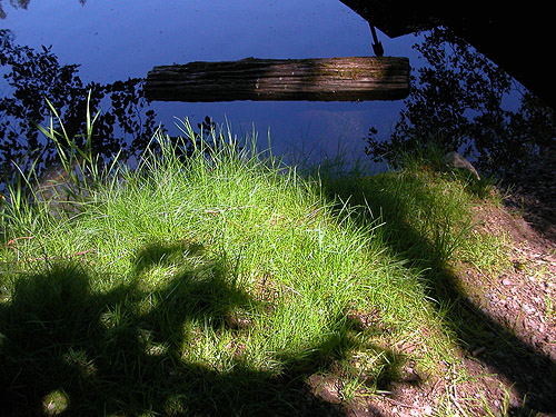 shoreline grass at Toad Lake, Whatcom County, Washington