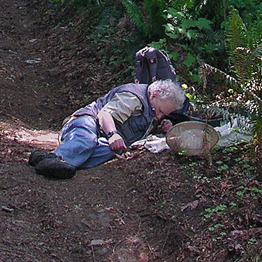 Rod Crawford sifting maple leaf litter, Toad Lake, Whatcom County, Washington