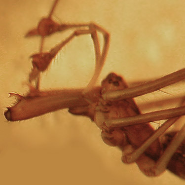 male spider Tetragnatha elongata from Toad Lake, Whatcom County, Washington