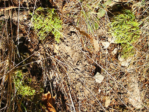 fallen moss "clods", Scott Prairie, Mason County, Washington