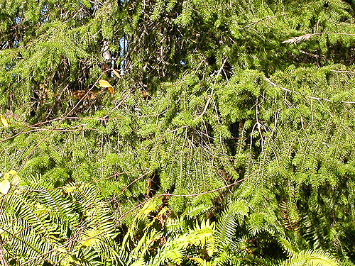 conifer foliage, edge of Tornow Cemetery, Mason County, Washington