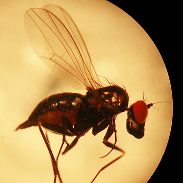 curious long-headed fly, Scott Prairie, Mason County, Washington