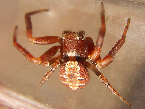 crab spider Xysticus locuples, Scott Prairie, Mason County, Washington