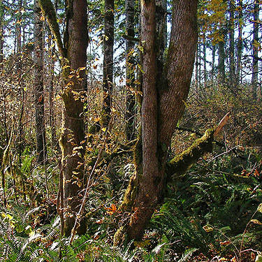small maple trees in aggregate at Scott Prairie, Mason County, Washington
