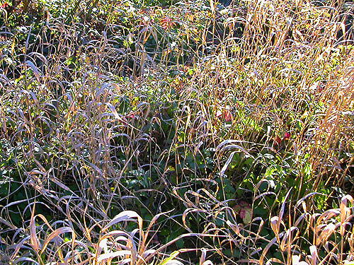 Phragmites grass near Martins Bridge on Decker Creek, Mason County, Washington