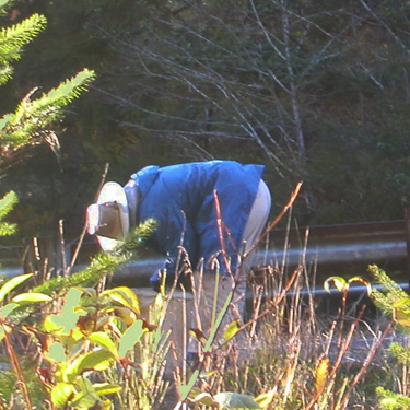 Laurel collecting from bridge rails, Martins Bridge on Decker Creek, Mason County, Washington