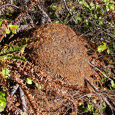 western thatching ant nest, Tornow Cemetery, Mason County, Washington