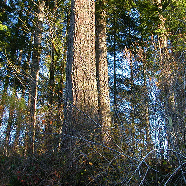 tall timber near Martins Bridge on Decker Creek, Mason County, Washington