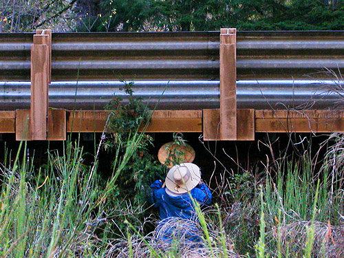 Laurel collecting under Martins Bridge on Decker Creek, Mason County, Washington