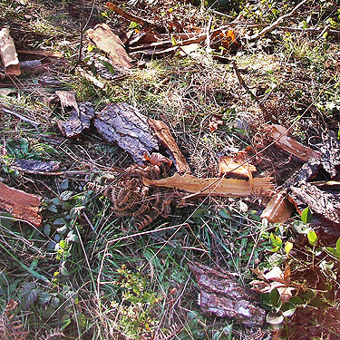dead wood with spiders, Scott Prairie, Mason County, Washington