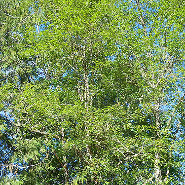 alder canopy at Tower Bridge River Access, Toutle River, Washington