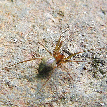 Bathyphantes spider under river cobble, Tower Bridge River Access, Toutle River, Washington