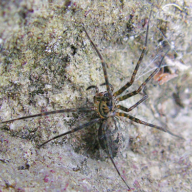 Calymmaria spider from under river cobble, Tower Bridge River Access, Toutle River, Washington