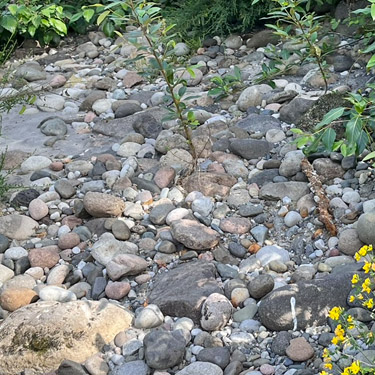 river cobbles, Tower Bridge River Access, Toutle River, Washington