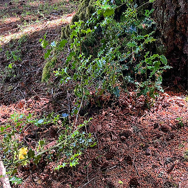Douglas-fir cones at Rosin Cemetery, Tower Road, Toutle Valley, Cowlitz County, Washington