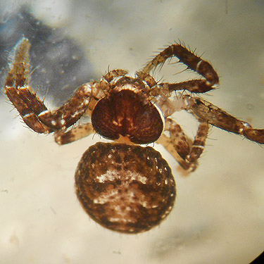 juvenile crab spider Bassaniana utahensis, Whittle-Hubbard Cemetery, Castle Rock, Washington