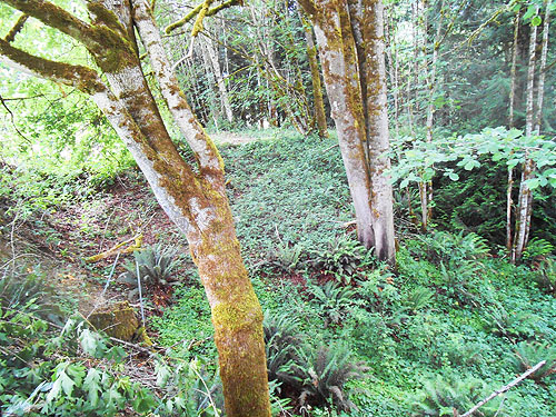 moss and understory in woods next to Whittle-Hubbard Cemetery, Castle Rock, Washington