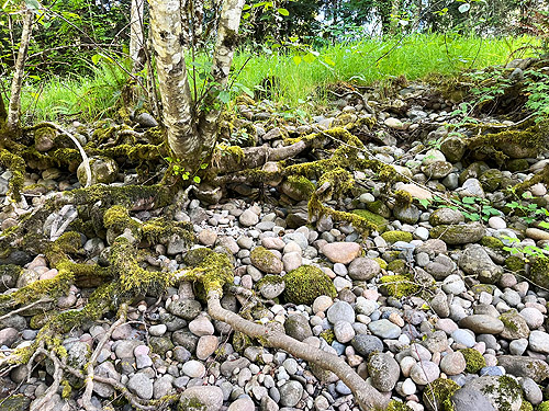 edge of cottonwood stand, Tower Bridge River Access, Toutle River, Washington