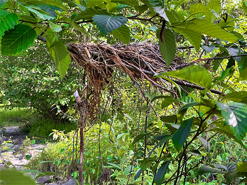 perched flood debris at Tower Bridge River Access, Toutle River, Washington