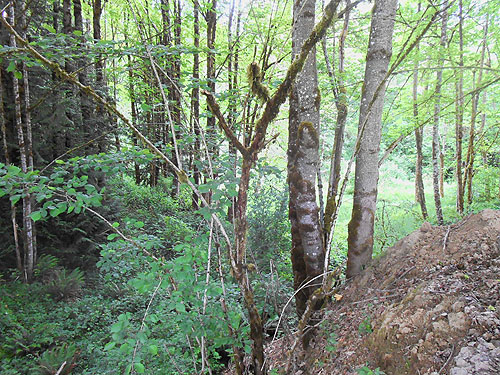 where I sneaked into the woods alongside Whittle-Hubbard Cemetery, Castle Rock, Washington